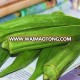 Best selling IQF processed frozen okra